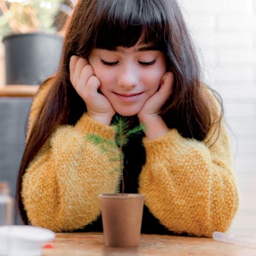 Grantræssæt - Bild 5